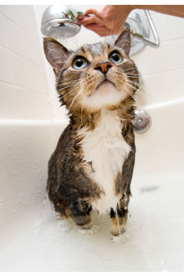 how-to-wash-a-cat