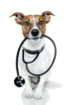 5-things-pet-insurance 5-things-pet-insurance