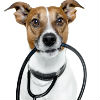5 Important Things to Know About Pet Insurance