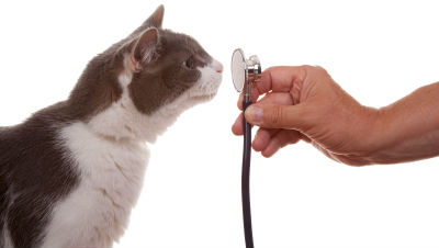 know-about-pet-insurance know-about-pet-insurance