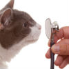 Before You Buy Pet Insurance