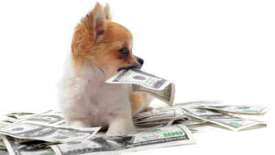 Pet-Insurance Pet-Insurance