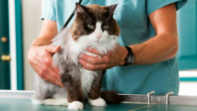 Who-needs-pet-insurance Who-needs-pet-insurance