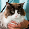 Who Should Buy Pet Insurance?