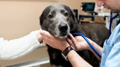 How-Pet-Insurance-Works How-Pet-Insurance-Works