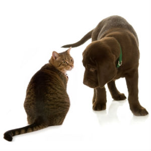 introduce-pet-to-cat