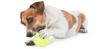 //cdn.petcarerx.com/common/images/articleThumb/JackRussellTerrierPuppy-HowToTrainArticle-Training.jpg