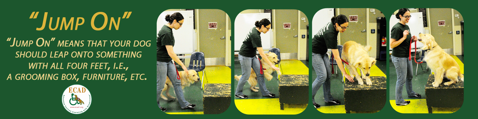 Train-dog-jump-on