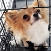 Catching Kennel Cough