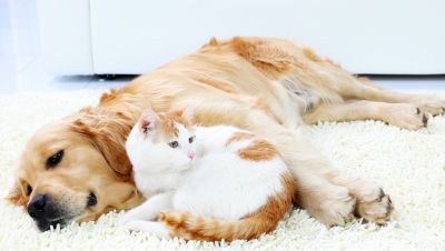 Kidney-Trouble-in-Pets