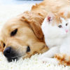 Food to Treat Kidney Disease in Cats and Dogs