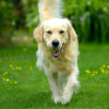 How to Treat Fleas in the Yard