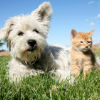 How to Kill Fleas in the Yard