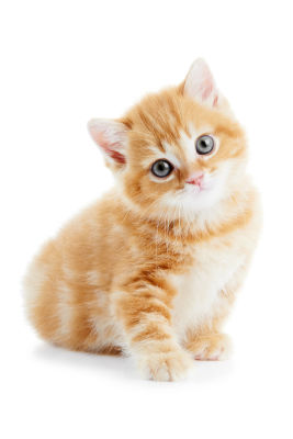 kitten-health