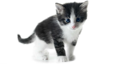 kitten-health-problems