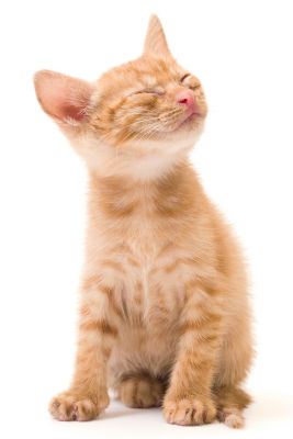 kitten-care
