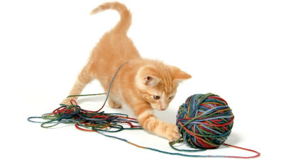 kitten-training