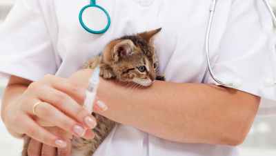 kitten-vaccinations