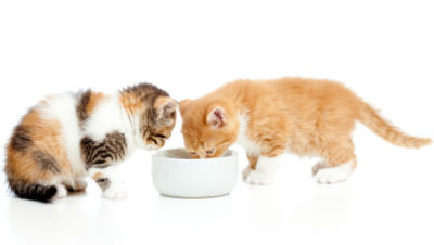 kitten-food kitten-food