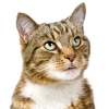 Kitty’s Broken Heart