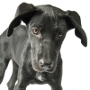First Aid: Treating a Dog’s Laceration