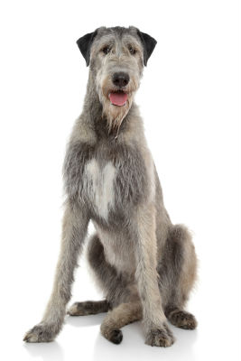 large-breed-dog-food large-breed-dog-food