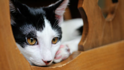 lymphoma-in-pets