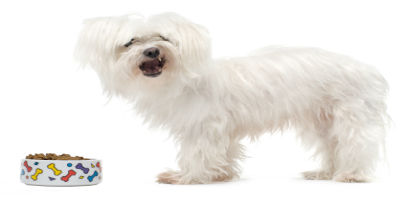 //cdn.petcarerx.com/common/images/articleThumb/Maltese-TheDietArticle-Food.jpg