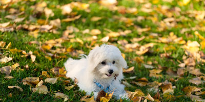 //cdn.petcarerx.com/common/images/articleThumb/Maltese-TrainingADominantArticle-Training.jpg