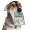 Fitting All Your Pet Care Needs into a Budget