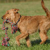 Medium-Sized Dogs That Don