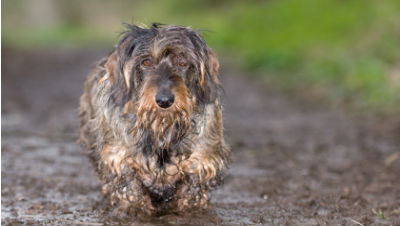 dog-needs-bath dog-needs-bath