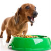 Natural Dog Food