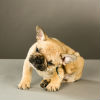 Natural Flea Treatment for Your Home and Pet