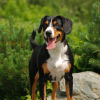 Do I Need Flea and Tick Protection Where I Live?