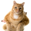 Fat Cat