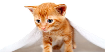 OrangeKitten-TapewormHealthArticle-Symptoms