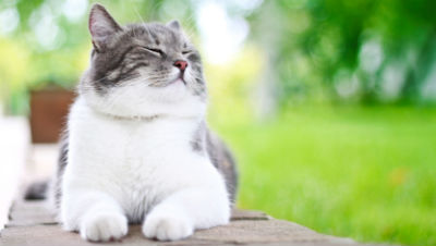 outdoor-or-indoor-cat