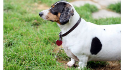 overweight-senior-dog