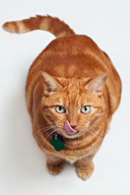 Overweight-Tabby