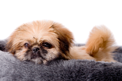 Pekingese
