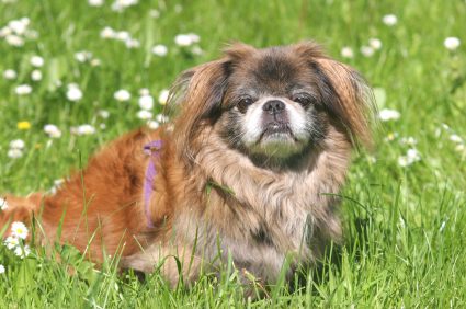 Pekingese