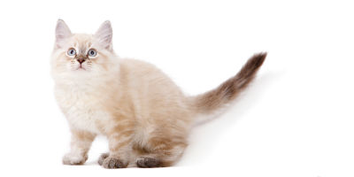 PersianCat-URIHealthArticle-Symptoms PersianCat-URIHealthArticle-Symptoms