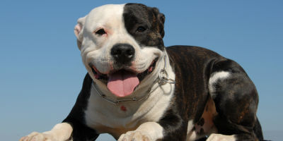//cdn.petcarerx.com/common/images/articleThumb/PitBull-DietArticle-Food.jpg