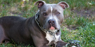 //cdn.petcarerx.com/common/images/articleThumb/PitBull_HowToGetCoatShinyArticle-Grooming.jpg