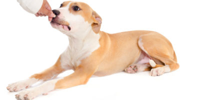 //cdn.petcarerx.com/common/images/articleThumb/PitBull_HowToTrainArticle-Training.jpg