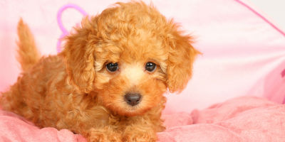 //cdn.petcarerx.com/common/images/articleThumb/Poddle-AnxiousBehaviorArticle-Behavior.jpg