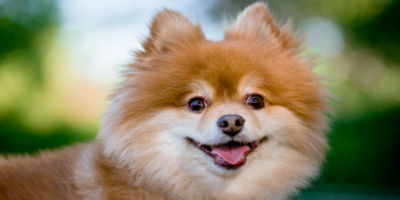 //cdn.petcarerx.com/common/images/articleThumb/Pomeranian-DietArticle-Food.jpg