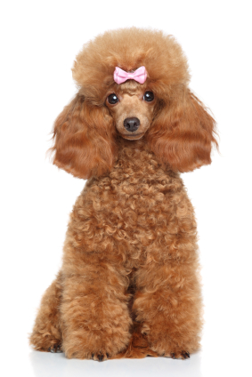 //cdn.petcarerx.com/common/images/articleThumb/Poodle-GroomingTips-Grooming.jpg