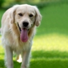 Most Popular Canine Breeds